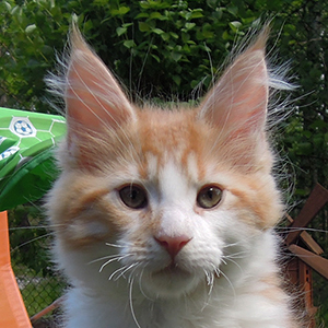 Kocurek Maine Coon