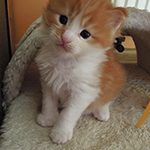 Kocurek Maine Coon