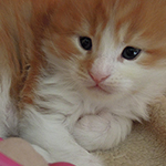 Kocurek Maine Coon