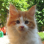 Kocurek Maine Coon