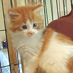 Kocurek Maine Coon