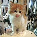 Kocurek Maine Coon