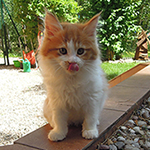 Kocurek Maine Coon