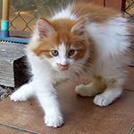 Kocurek Maine Coon