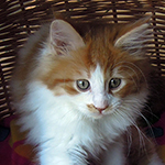 Kocurek Maine Coon