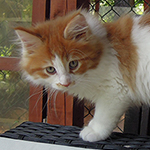 Kocurek Maine Coon