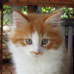 Kocurek Maine Coon