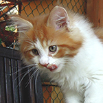 Kocurek Maine Coon