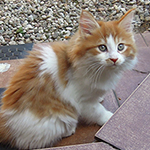 Kocurek Maine Coon