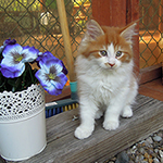 Kocurek Maine Coon