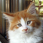 Kocurek Maine Coon