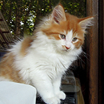 Kocurek Maine Coon