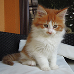 Kocurek Maine Coon