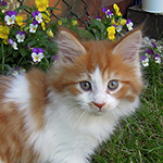 Kocurek Maine Coon