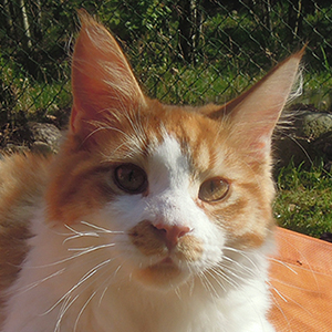 Kocurek Maine Coon