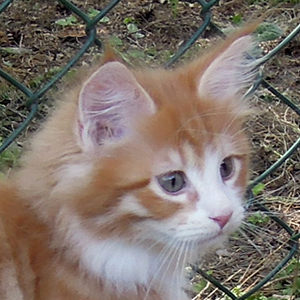 Kocurek Maine Coon