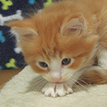 Kocurek Maine Coon