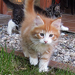 Kocurek Maine Coon