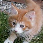 Kocurek Maine Coon