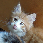 Kocurek Maine Coon