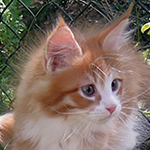 Kocurek Maine Coon