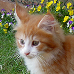 Kocurek Maine Coon