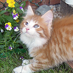 Kocurek Maine Coon