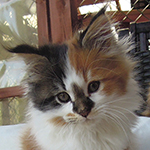 Kotka Maine Coon