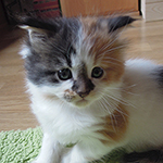 Kotka Maine Coon