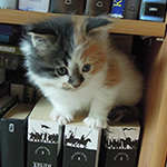 Kotka Maine Coon