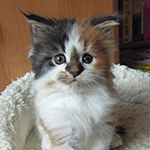 Kotka Maine Coon