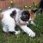 Kotka Maine Coon