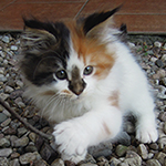 Kotka Maine Coon