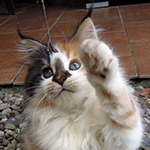 Kotka Maine Coon