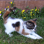 Kotka Maine Coon