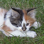 Kotka Maine Coon