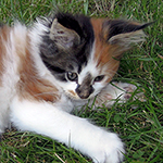 Kotka Maine Coon