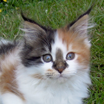 Kotka Maine Coon