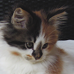 Kotka Maine Coon