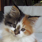 Kotka Maine Coon