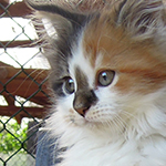 Kotka Maine Coon