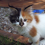 Kotka Maine Coon