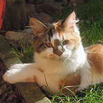 Kotka Maine Coon