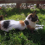 Kotka Maine Coon