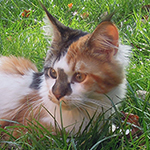 Kotka Maine Coon