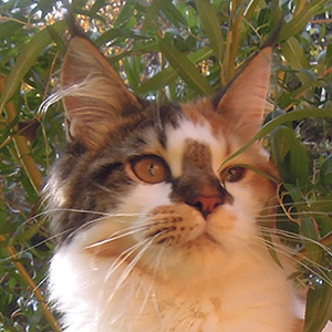 Kotka Maine Coon