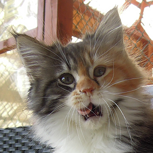 Kotka Maine Coon