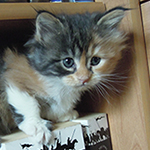 Kotka Maine Coon