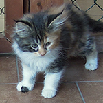 Kotka Maine Coon