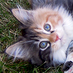 Kotka Maine Coon